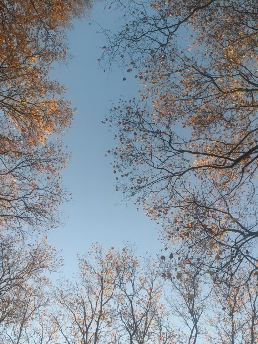 Canopy of branches against the sky