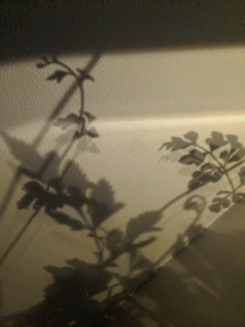 Shadows of leaves and stems cast across a wall