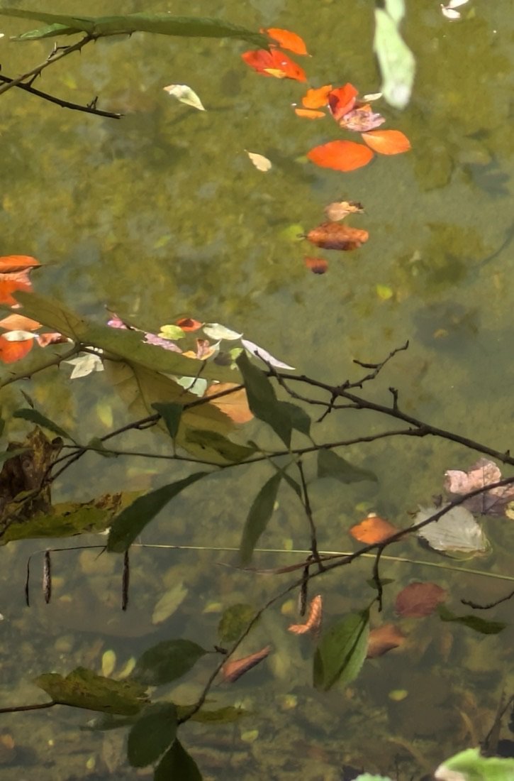 Leaves suspended in still water